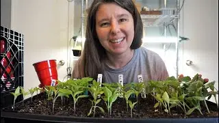 Transplanting Pepper Seedlings