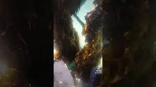 aquaculture in nz. greenshell mussels.