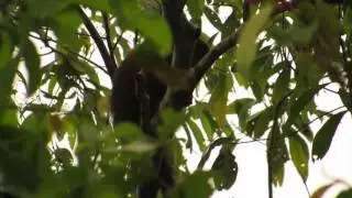 Brown Titi, Callicebus brunneus