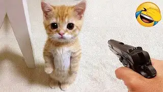 Nonstop Funny Pets 2025 😂