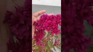 Cockscomb plant care tips| How to grow cockscomb flower plant  #cockscomb #terracegarden
