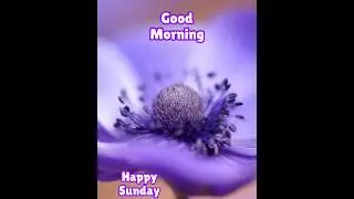 25 May 2025 good morning wishes/good morning greeting card #naturesoultune good morning flower