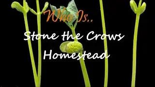 SHEDWARS21: #3 WHO IS... Stone the Crows Homestead?