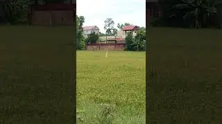 🌾 field view!!!#shortvideo #shorts #ricefield