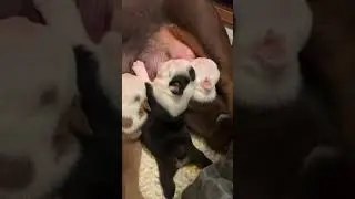 Boujee bullies )) English bulldog puppies, two weeks old #whelping