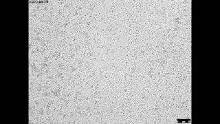 Capsaspora_aggregate1