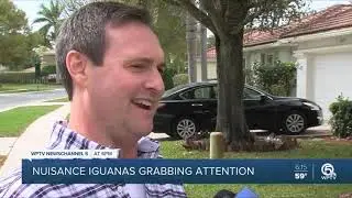 Iguanas were falling from trees