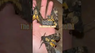 The Halloween moth #moths #moth #hawkmoth