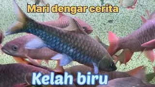 Kelah biru Thailand | Menjadi kegilaan peminat kelah diMalaysia | diserikan oleh kelah bara Malaysia