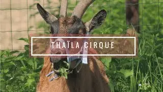 🐐 Ch&egrave;vre Dressage/Cirque en Libert&eacute; avec Tha&iuml;la - Goat Tribe 2015