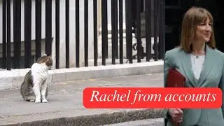 Larry, The Downing Street Cat - Rachel from accounts