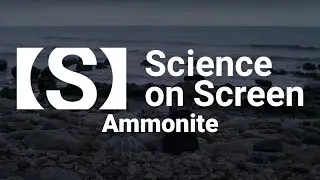 Colossal Fossils: AMMONITE