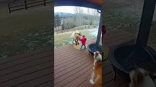 Nature Has No Rules 🐾  #animals #wildliferescue #securitycamera