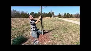 Tree Guard #tree #trees #treeguard #treeprotection #driveway