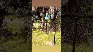 5&rsquo; Black chain link fence