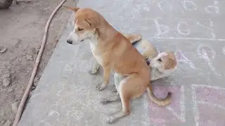 Animal indian 🐶🤗 is live