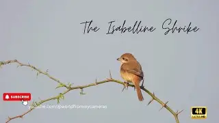 The Isabelline Shrike: A Graceful Predator of the Wild