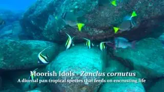 Moorish Idols - &Iacute;dolo moro - Zanclus cornutus