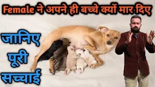 Shocking Animal Truth: Why Mother Animals Kill Their Babies?