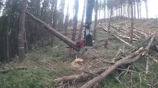 Kiwi pine killer