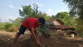 Cara Tanam Durian AD Farm Klaten