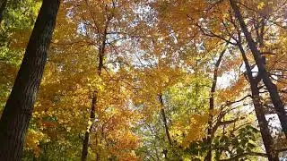 by khumaw reh yellow leaves 2021 karenni people talkshow video