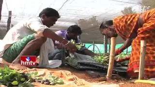 Vegetable Plug Plants - How to Grow Healthy Vegetable Seedlings | Nela Talli Specia Story
