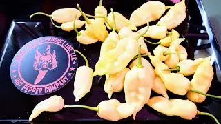 White Ghost Pepper Review