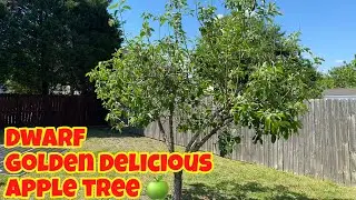 Dwarf Golden Delicious Apple Tree