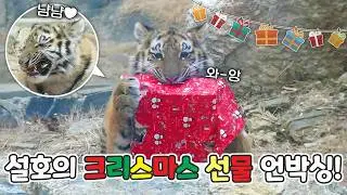 아기 호랑이 설호의 크리스마스 선물 언박싱🎁(ft.고기 먹방🍖) / 서울대공원 시베리아 호랑이 펜자, 아기 호랑이 설호