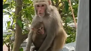 Mere bandar aaye hain #monkeysr 