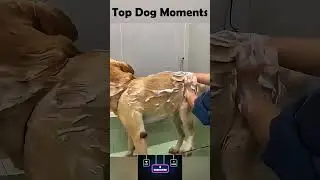 Top Dog Moments Compilation 🐶 | Try Not to Laugh!#shorts #viral #trending