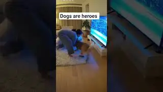 moments where dogs saves the owner #pets​ #protection​ #animals​ #baby​ #usa  #germany