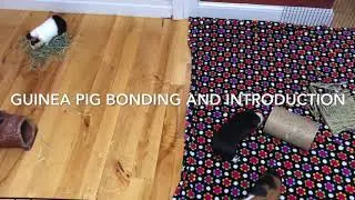 Guinea Pig Bonding and Introduction