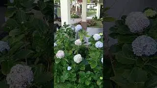 #malayalam #song #kedah #jeraihill. #malaysia #entertainment #enjoy