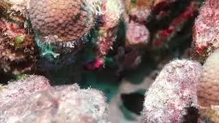 Black Brotulas - Bonaire - Dec 2018