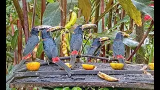 A Crowd of Collared Aracaris Dig Into Bananas on the Canopy Lodge Platform | Jan 8 2023 Cornell Lab