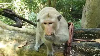 Wildlife monkeys in Amber troop - Monkey Wildlife 606