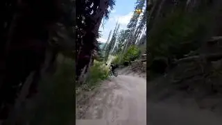 What This Bear Just Did #shorts