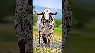 jai gau mata ki jai 💓💖😂 #indiancow #cowvideos #cowlover #cuteanimals