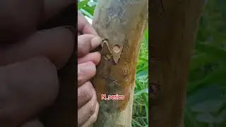 plant series unique grafting #nature #winatabonsai #bonsaitree #satisfying #bonsaitihon #bonsai