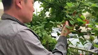 Rachel&rsquo;s Garden: Korean Cherries