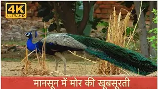 Beauty Of A Indian Peacock In Early Monsoon