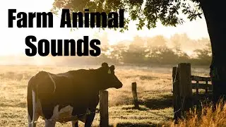 Farm Animal Sounds: Chickens, Sheep, Cows, Pigs, Horses and Goats