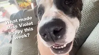 What Makes Miss Violet happy? | Adopted Special Needs Staffy Living the Good Life