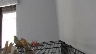 Rio Flies Away