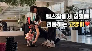 헬스장에 나타난 고양이가 회원들에게 플러팅을?! 고양이 애교에 괴롭힘 당해 운동에 집중못하는 사람들! A cat appeared at the gym