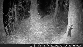 Primer registro de Conepatus semistriatus en Reserva ProAves
