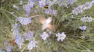 Esfinge colibr&iacute;, Hummingbird hawk-moth (Macroglossum stellatarum)