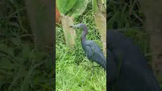 Little Blue Heron has lizards 🦎 on the Menu #nature #birds #heron